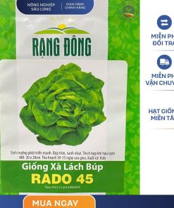 GÓI 5 GRAM – HẠT GIỐNG XÀ LÁCH BÚP RADO 45 RẠNG ĐÔNG