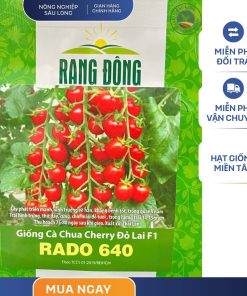 GÓI 0.1 GRAM – HẠT GIỐNG CÀ CHUA CHERY ĐỎ LAI F1 RADO 640 RẠNG ĐÔNG