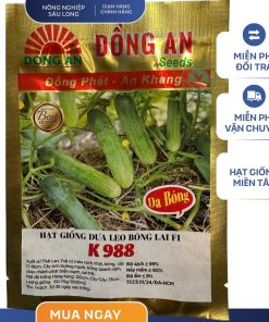 HẠT GIỐNG DƯA LEO F1 K988 GÓI 20 HẠT - HIỆU ĐỒNG AN
