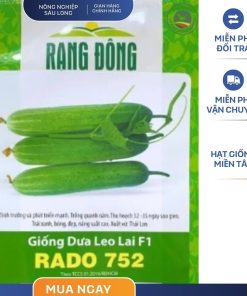 GÓI 2 GRAM – HẠT GIỐNG DƯA LEO RADO 752 RẠNG ĐÔNG