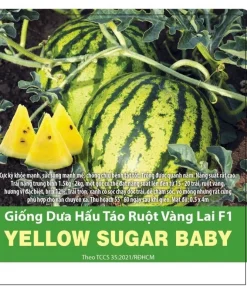 GÓI 5 HẠT– HẠT GIỐNG DƯA HẤU TÁO RUỘT VÀNG BABY RẠNG ĐÔNG