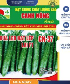 GÓI 0.5 GRAM - HẠT GIỐNG DƯA LEO HẠT LÉP CN37 CANH NÔNG