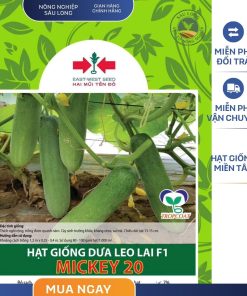 GÓI 20 HẠT - HẠT GIỐNG DƯA LEO LAI F1 MICKEY 20 HAI MŨI TÊN ĐỎ - NĂNG SUẤT CAO