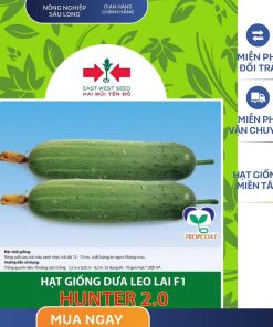 GÓI 20 HẠT - HẠT GIỐNG DƯA LEO LAI F1 HUNTER 2.0 HAI MŨI TÊN ĐỎ - NĂNG SUẤT CAO