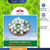 GÓI 20 HẠT - HẠT GIỐNG CÀ PHÁO LAI F1 BẠCH TUYẾT 979 HAI MŨI TÊN ĐỎ - NĂNG SUẤT CAO