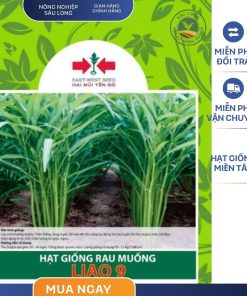 GÓI 20 GRAM - HẠT GIỐNG RAU MUỐNG LIAO 9 HAI MŨI TÊN ĐỎ - LÁ BÓNG MƯỚT