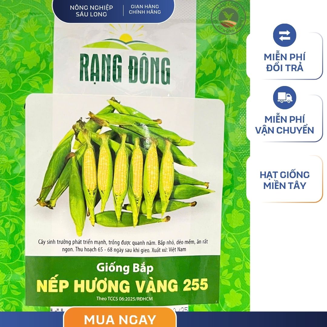 GÓI 5 GRAM - HẠT GIỐNG BẮP NẾP HƯƠNG VÀNG 255 RẠNG ĐÔNG