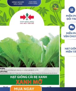 GÓI 40 GRAM - HẠT GIỐNG CẢI BẸ XANH MỠ HAI MŨI TÊN ĐỎ - NĂNG SUẤT CAO