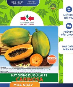 GÓI 3 HẠT - HẠT GIỐNG ĐU ĐỦ LAI F1 CARINOSA HAI MŨI TÊN ĐỎ - NĂNG SUẤT CAO