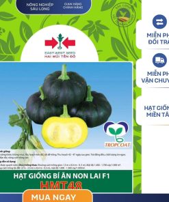 GÓI 10 HẠT - HẠT GIỐNG BÍ ĂN NON LAI F1 HMT48 HAI MŨI TÊN ĐỎ - NĂNG SUẤT CAO