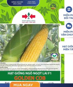 GÓI 40 HẠT - HẠT GIỐNG NGÔ NGỌT LAI F1 GOLDEN  HAI MŨI TÊN ĐỎ - NĂNG SUẤT CAO