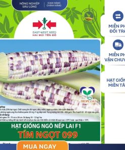 GÓI 40 HẠT - HẠT GIỐNG NGÔ NẾP LAI F1 TÍM NGỌT 099 HAI MŨI TÊN ĐỎ - NĂNG SUẤT CAO