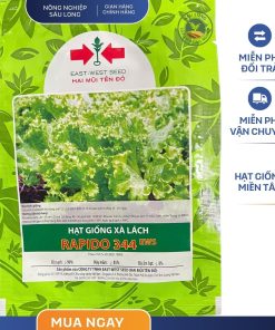 GÓI 100 HẠT - HẠT GIỐNG XÀ LÁCH RAPIDO 344 HAI MŨI TÊN ĐỎ - NĂNG SUẤT CAO