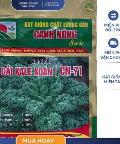 GÓI 2 GRAM - HẠT GIỐNG CẢI KALE XOĂN XANH CN71 CANH NÔNG