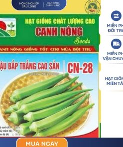 GÓI 20 GRAM - HẠT GIỐNG ĐẬU BẮP TRẮNG CAO SẢN CN28 CANH NÔNG