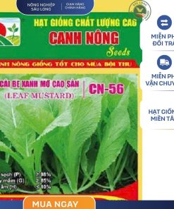 GÓI 20 GRAM - HẠT GIỐNG CẢI BẸ XANH MỠ CAO SẢN CN 56 CANH NÔNG