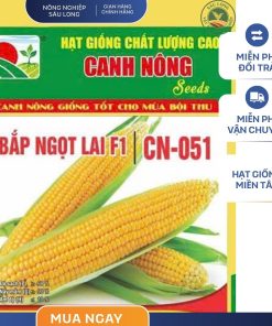 GÓI 3 GRAM - HẠT GIỐNG BẮP NGỌT LAI CN501 CANH NÔNG - NĂNG SUẤT CAO