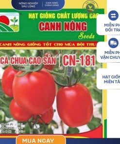 GÓI 0.5 GRAM - CÀ CHUA CAO SẢN CN181 CANH NÔNG