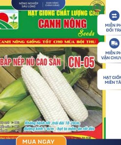 GÓI 50 GRAM - HẠT GIỐNG BẮP NẾP NÙ CN05 CANH NÔNG - NĂNG SUẤT CAO