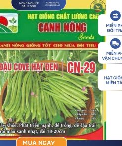 GÓI 20 GRAM - HẠT GIỐNG ĐẬU COVE HẠT ĐEN CN29 CANH NÔNG