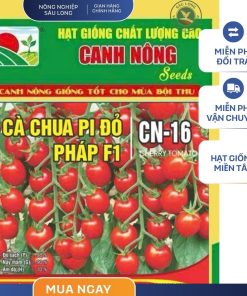 GÓI 0.2 GRAM - CÀ CHUA PI ĐỎ PHÁP CN16 CANH NÔNG