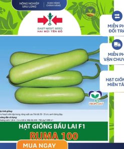 GÓI 8 HẠT - HẠT GIỐNG BẦU LAI F1 RUMA 100 HAI MŨI TÊN ĐỎ - NĂNG SUẤT CAO