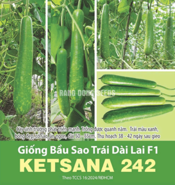 GÓI 10 HẠT – HẠT GIỐNG BẦU SAO TRÁI DÀI LAI F1 KETSANA 242 RẠNG ĐÔNG