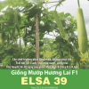 GÓI 1 GRAM – HẠT GIỐNG MƯỚP HƯƠNG LAI F1 ELSA 39 RẠNG ĐÔNG