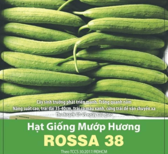 GÓI 1 GRAM – HẠT GIỐNG MƯỚP HƯƠNG LAI F1 ROSSA 38 RẠNG ĐÔNG