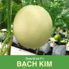 GÓI 5 HẠT– HẠT GIỐNG DƯA LÊ LAI F1 BẠCH KIM RẠNG ĐÔNG