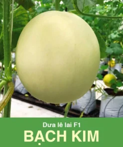 GÓI 5 HẠT– HẠT GIỐNG DƯA LÊ LAI F1 BẠCH KIM RẠNG ĐÔNG