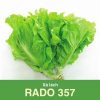 GÓI 10 GRAM - HẠT GIỐNG XÀ LÁCH RADO 7 RẠNG ĐÔNG