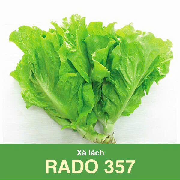GÓI 10 GRAM - HẠT GIỐNG XÀ LÁCH RADO 7 RẠNG ĐÔNG