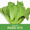 GÓI 20 GRAM - HẠT GIỐNG CẢI BẸ DƯA RADO 673 RẠNG ĐÔNG