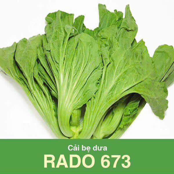 GÓI 20 GRAM - HẠT GIỐNG CẢI BẸ DƯA RADO 673 RẠNG ĐÔNG