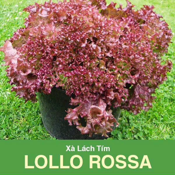 GÓI 2 GRAM - HẠT GIỐNG XÀ LÁCH TÍM LOLLO ROSSA RẠNG ĐÔNG