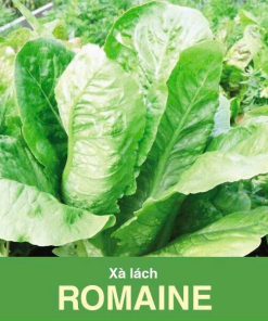 GÓI 2 GRAM - HẠT GIỐNG XÀ LÁCH ROMAINE RẠNG ĐÔNG