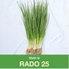 GÓI 2.5 GRAM - HẠT GIỐNG HÀNH LÁ RADO 25 RẠNG ĐÔNG