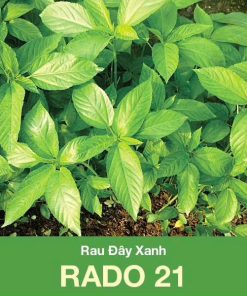 GÓI 20 GRAM - HẠT GIỐNG RAU ĐAY XANH RADO 21 RẠNG ĐÔNG