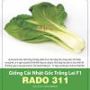 GÓI 2 GRAM - HẠT GIỐNG CẢI NHẬT GỐC TRẮNG LAI F1 RADO 311 RẠNG ĐÔNG