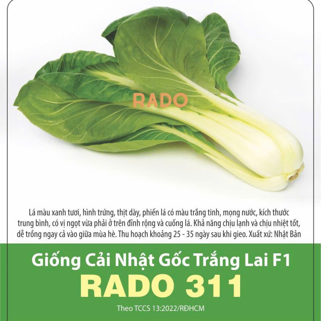 GÓI 2 GRAM - HẠT GIỐNG CẢI NHẬT GỐC TRẮNG LAI F1 RADO 311 RẠNG ĐÔNG