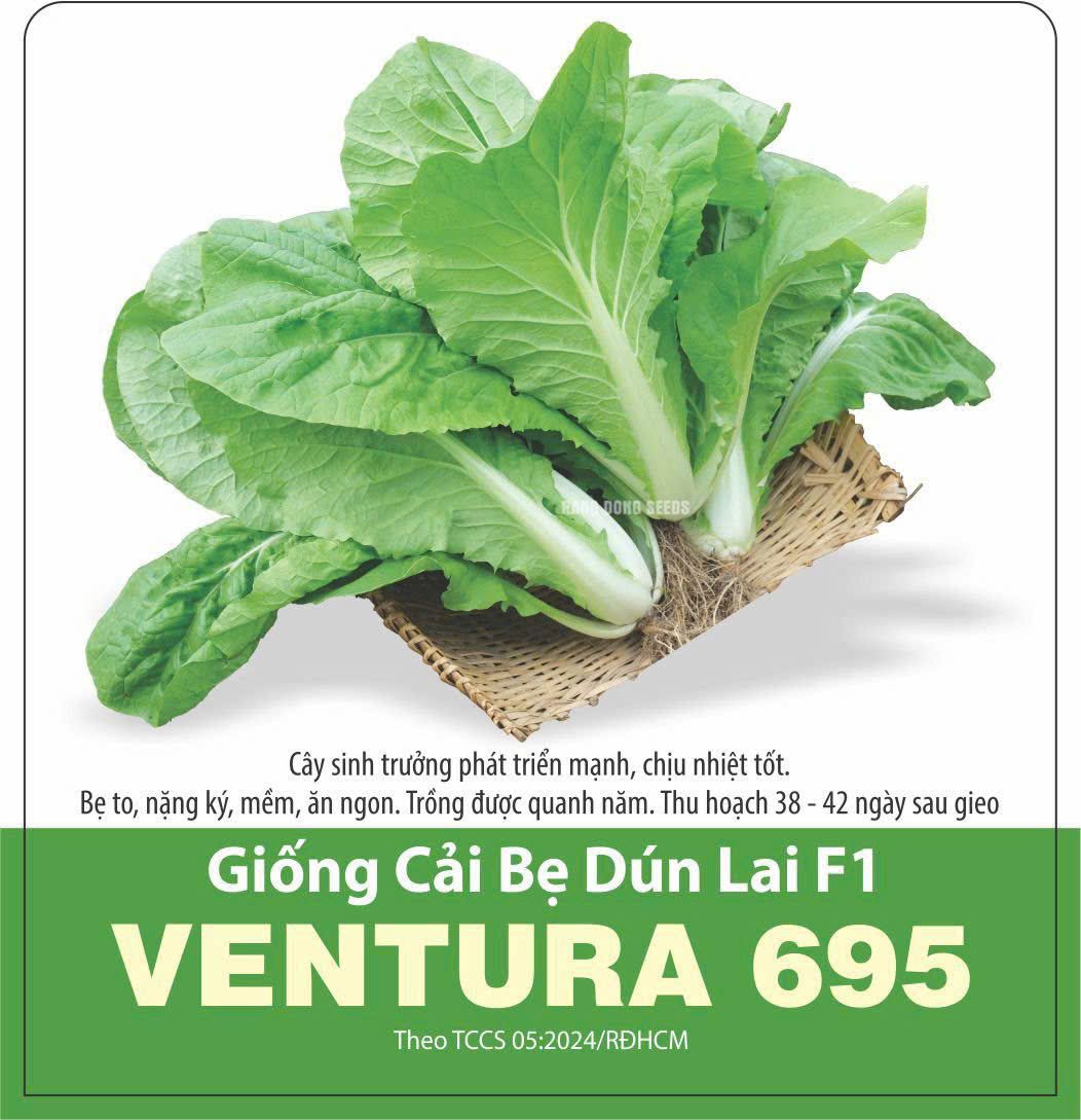 GÓI 5 GRAM - HẠT GIỐNG CẢI BẸ DÚN LAI F1 VENTURA 695 RẠNG ĐÔNG