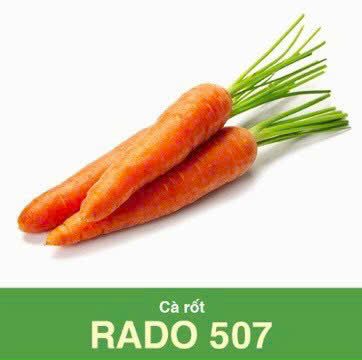 GÓI 5 GRAM - HẠT GIỐNG CÀ RỐT RADO 507 RẠNG ĐÔNG
