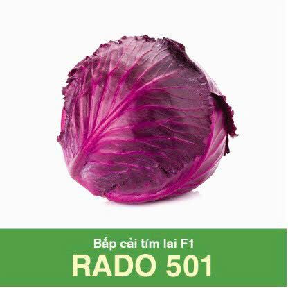 GÓI 0.2 GRAM - HẠT GIỐNG BẮP CẢI TÍM LAI F1 RADO 501 RẠNG ĐÔNG