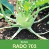 GÓI 5 GRAM - HẠT GIỐNG SU HÀO RADO 703 RẠNG ĐÔNG