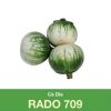 GÓI 0.5 GRAM - HẠT GIỐNG CÀ DĨA RADO 709 RẠNG ĐÔNG