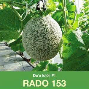 GÓI 10 HẠT - HẠT GIỐNG DƯA LƯỚI F1 RADO 153 RẠNG ĐÔNG
