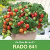 GÓI 0.1 GRAM - HẠT GIỐNG CÀ CHUA BI LÙN LAI F1 RADO 641 RẠNG ĐÔNG