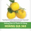 GÓI 1 GRAM - HẠT GIỐNG DƯA LÊ THƠM VỎ VÀNG HOÀNG GIA 365 RẠNG ĐÔNG
