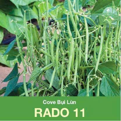 GÓI 20 GRAM - HẠT GIỐNG ĐẬU COVE BỤI LÙN RADO 11 RẠNG ĐÔNG